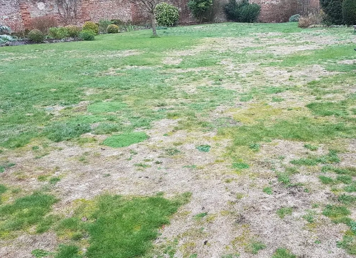 Lawn damaged by droughts in 2018