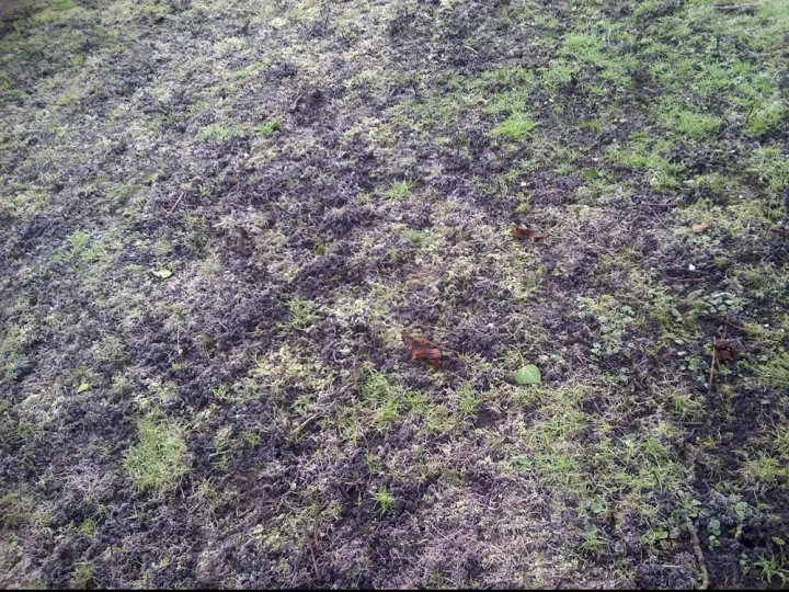 Lawn damaged by extended waterlogging