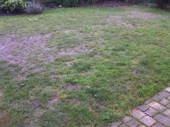 Sparse Lawn