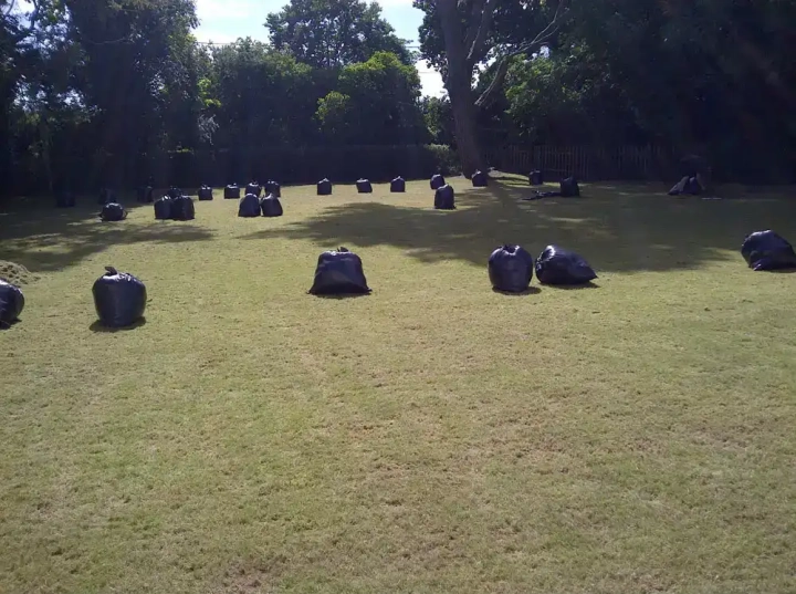 Bags of thatch from scarification