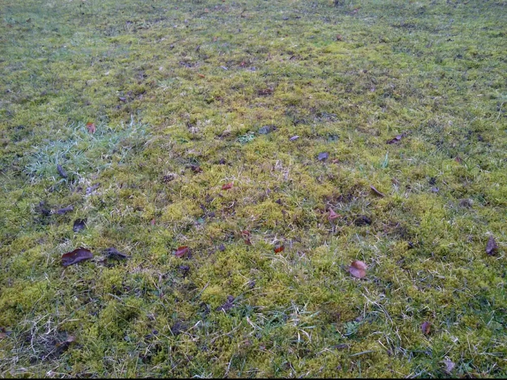 Lawn damaged by uncontrolled moss growth
