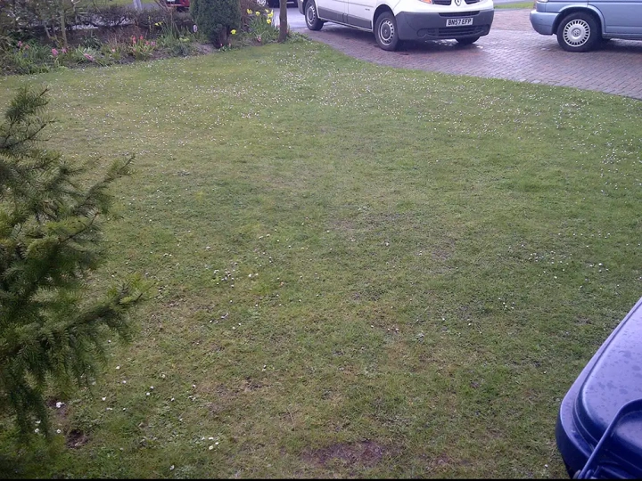 An Example of a lawn that might be saveable